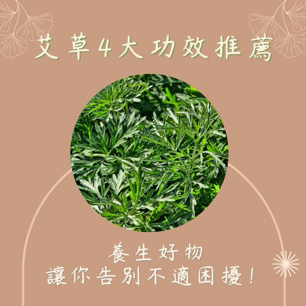 艾草4大功效推薦|養生好物讓你告別不適困擾!