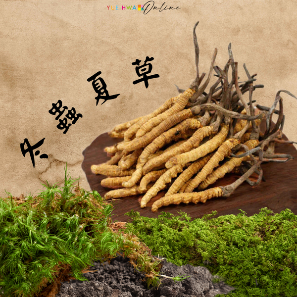 冬蟲夏草推介:千年傳承的珍貴養生佳品