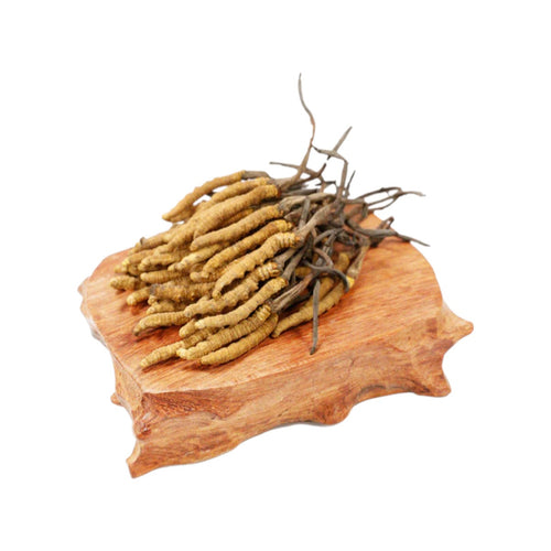 Cordyceps(Elementary)(1 tael)