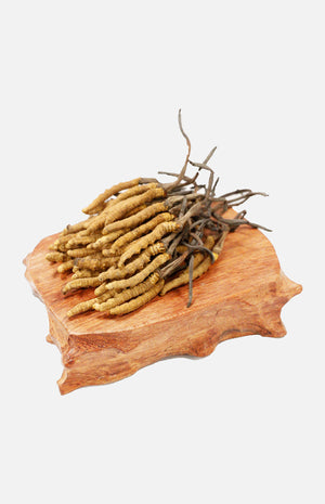 Cordyceps(Elementary)(20g)