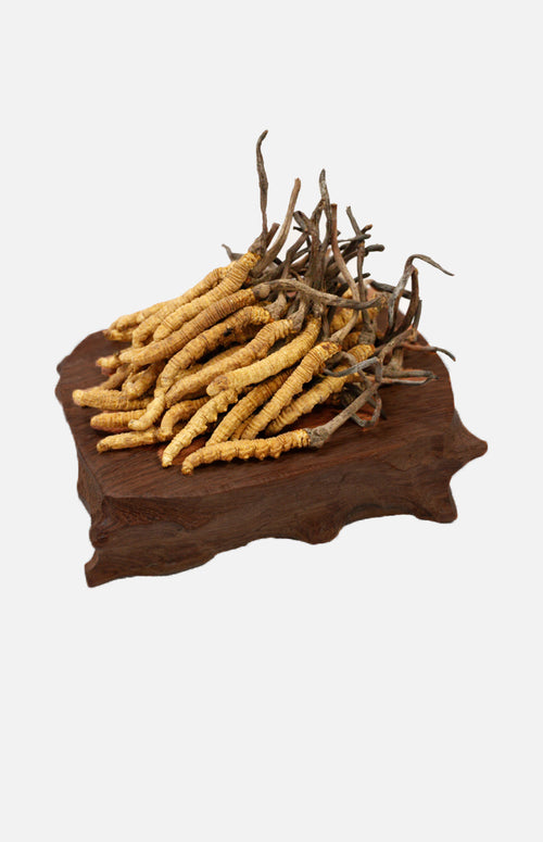 Cordyceps(Deluxe)(10g)