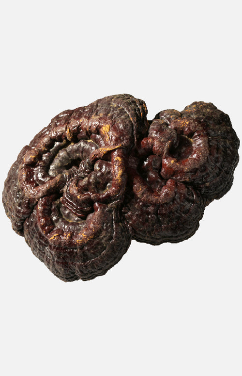 Guizhou Lingzhi (Each Tael)