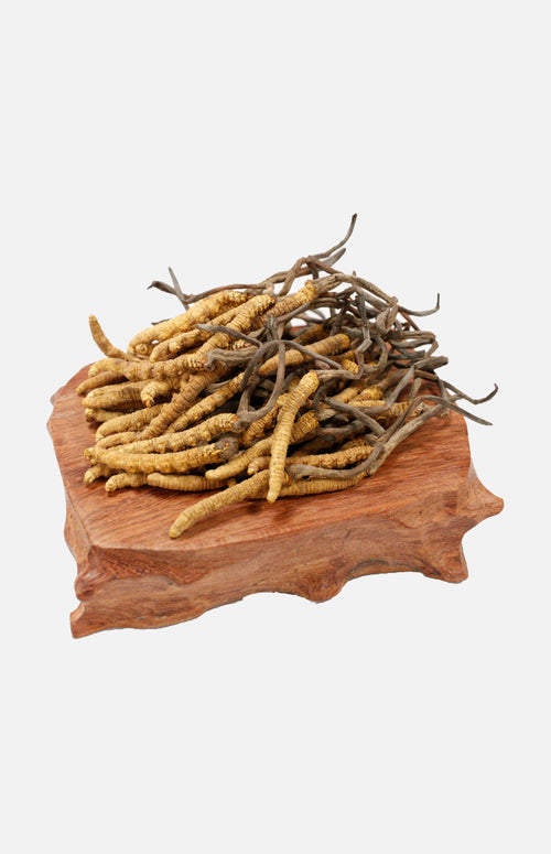 Cordyceps(Premium)(10g)