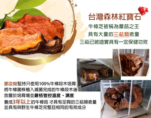 Naruwa Antrodia Cinnamomea Extract Essence Capsule(6 Boxes)