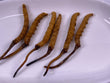 Cordyceps(King)(1 tael)