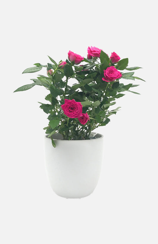 The Gift Red Rose Potted PlantsTGMD016